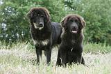 DOGUE DU TIBET 839